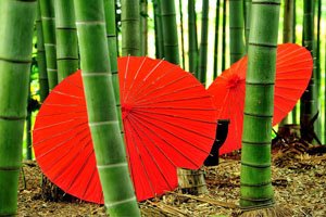 Rote Bangasa japanische Regenschirme in einem Bambuswald.