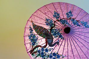 Ein Pinker Japanischer Regenschirm mit einem Pfau als Motiv. Der Pfau steht vor einem dünnen Baum mit Blauen Blüten und Blumen.