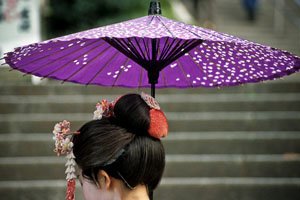 honshiki-nodategasa japanische Regenschirme getragen von einer frau mit dunkelen haaren. Der Regenschirm ist lila und hat einen schwarzen stiel. auf dem Lilanen hintergrund sind weiße kirschblüten angebracht.